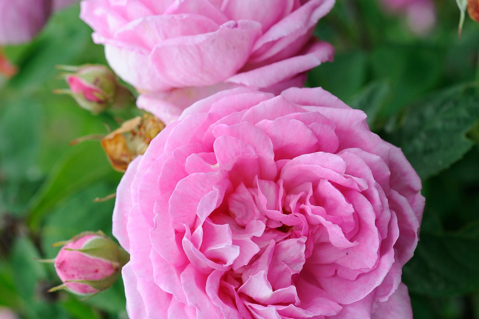 Rosa (Bourbon Gruppen) 'Blomsterhult' Foto Lars Åke Gustavsson DSC3953.JPG